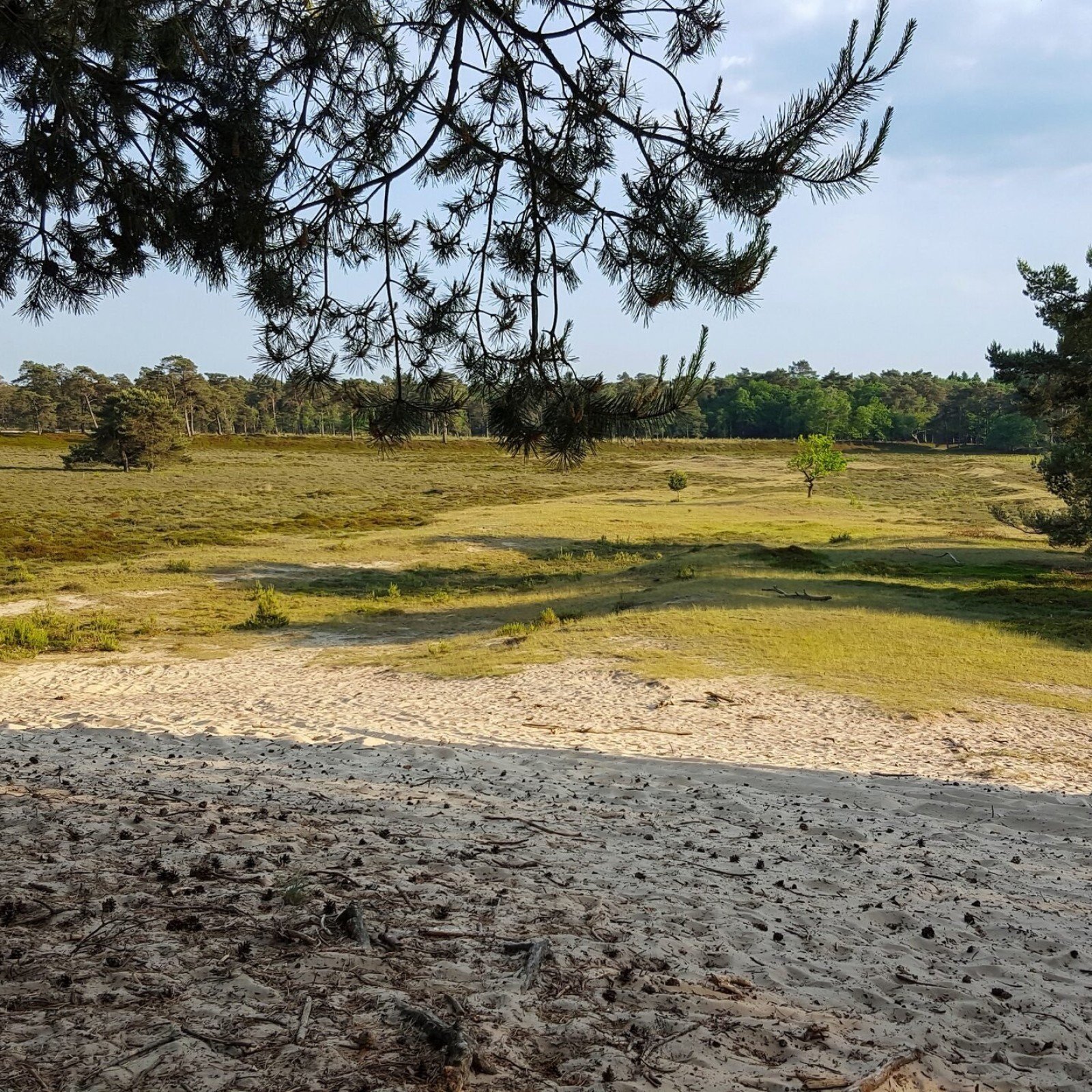 Nationaal park Drents-Friese Wold