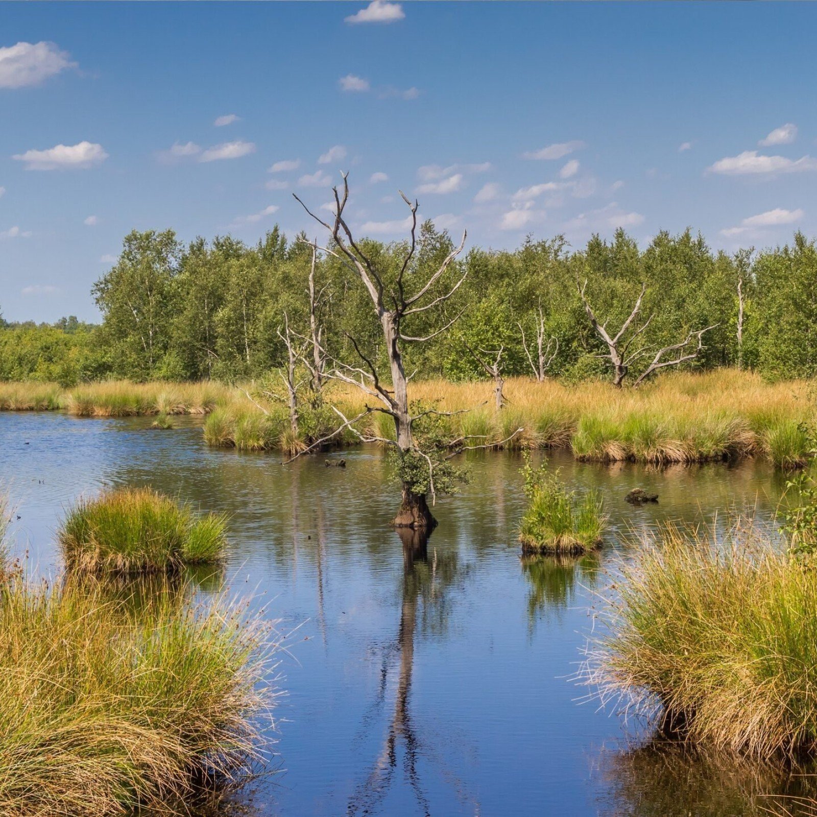 Nationaal Park Dwingelerveld