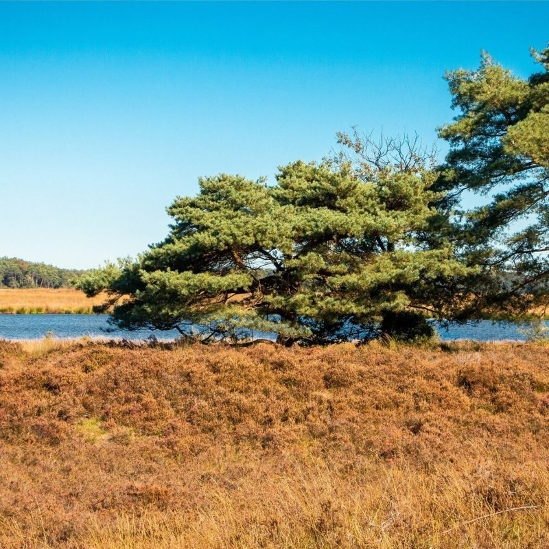 Christelijk vakantiepark drents friese wold in nederland bezienswaardigheden nationaal park dwingelerveld 04