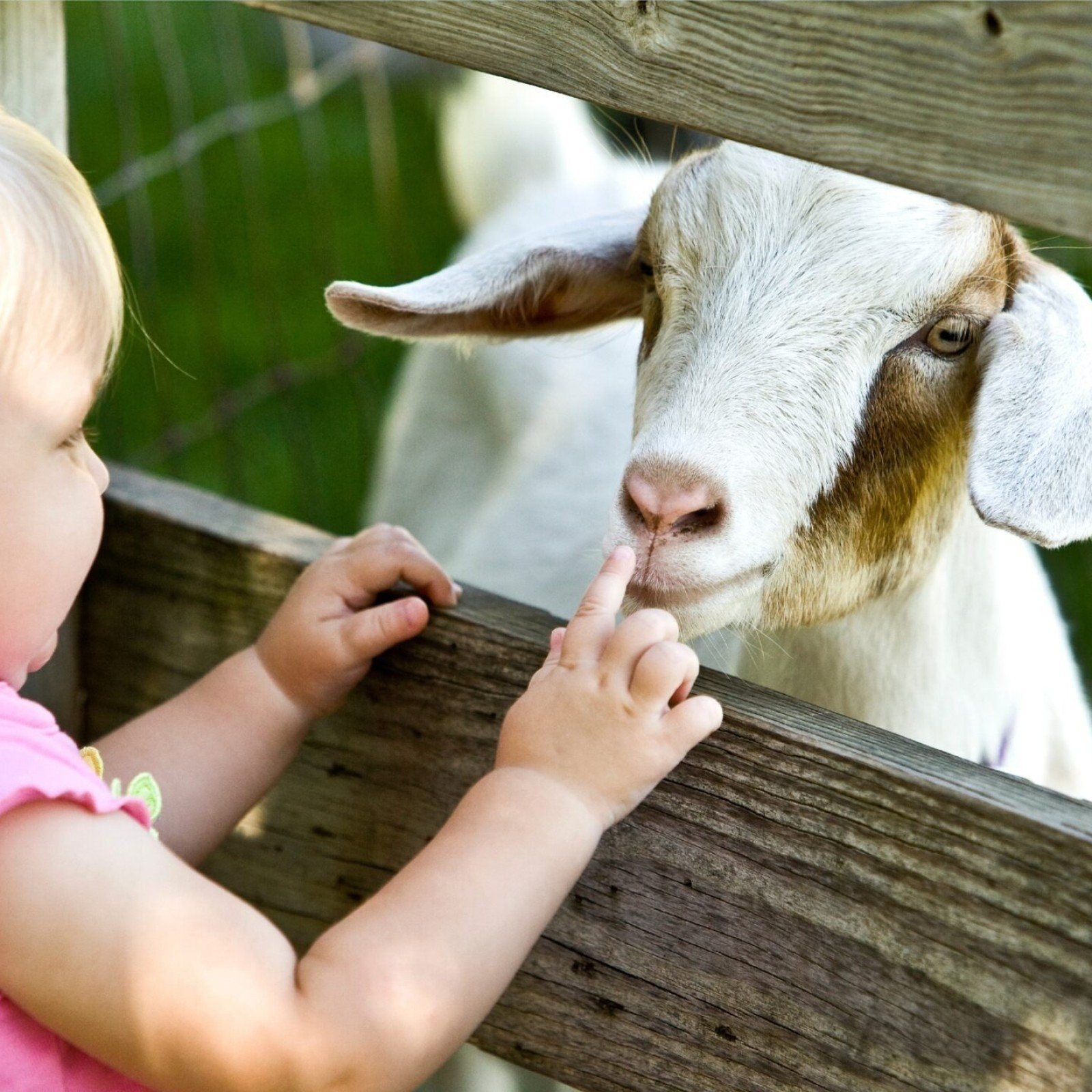 Kinderboerderij Holten