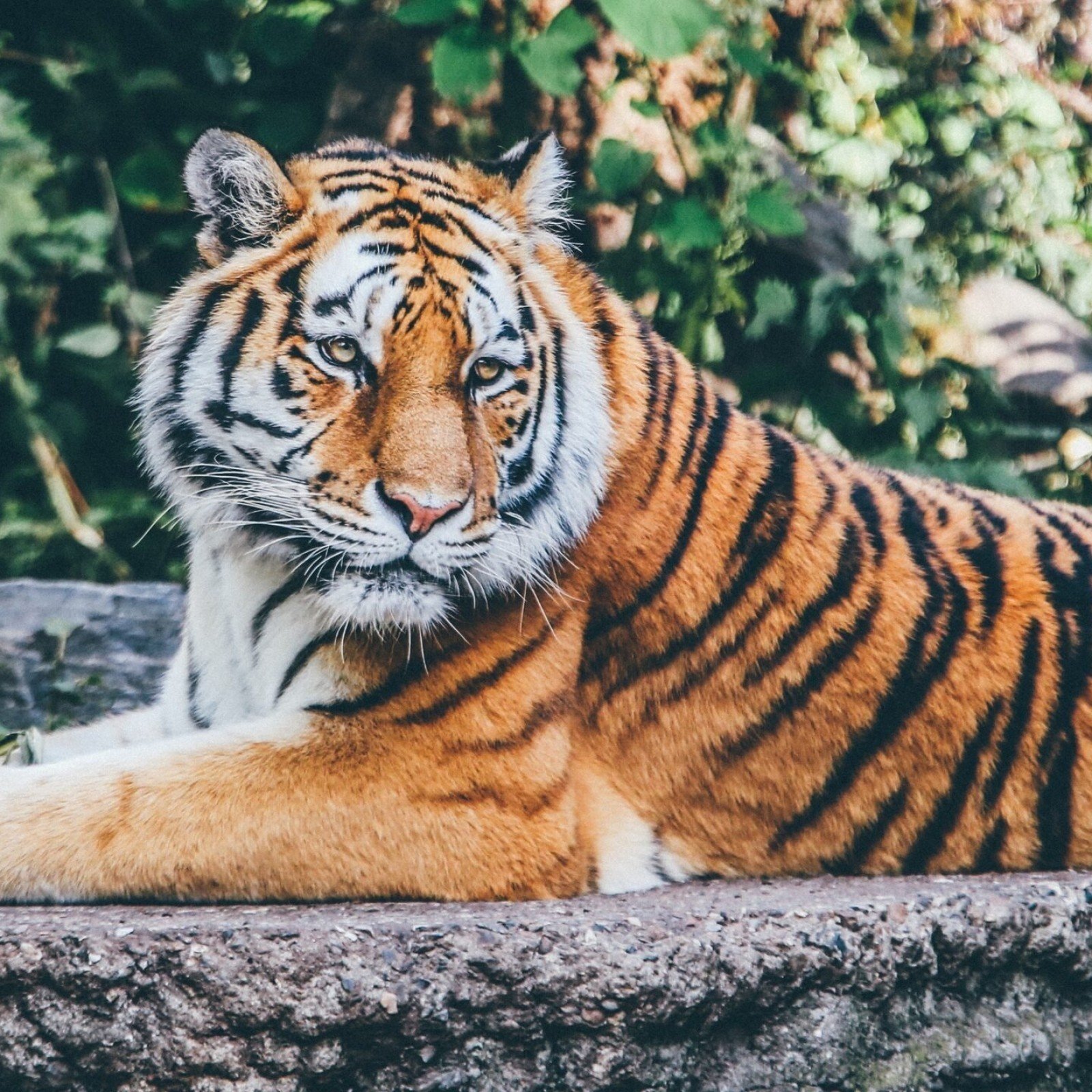 Wildlands Adventure Zoo Emmen