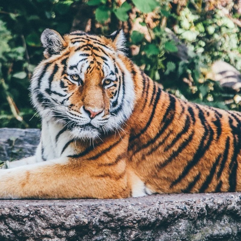 Wildlands Adventure Zoo Emmen